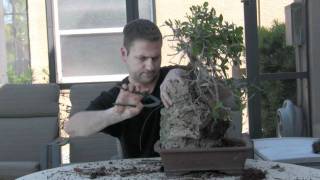 How To Bonsai  Create Root Over Rock [upl. by England]