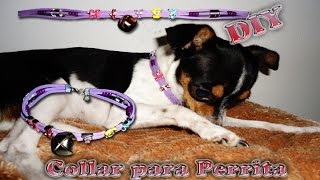 DIY Collar para perrita coqueta Mitsy  Bisuteria [upl. by Cleodal]