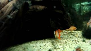 L181 Peppermint Bristlenose and Apistogramma agassizii Fire Red AquaOrinoco 13122016 [upl. by Boycey]