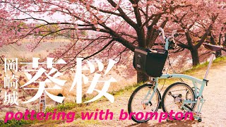 ブロンプトンで満開の桜並木をポタリング【愛知県岡崎市乙川】。pottering with brompton in OKAZAKI CITY [upl. by Suryt778]