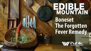 EDIBLE MOUNTAIN Boneset The Forgotten Fever Remedy [upl. by Krawczyk]