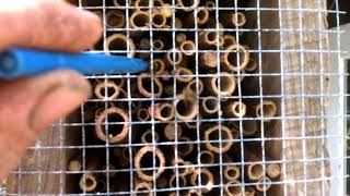 Mason Bee Housing Update [upl. by Analart895]