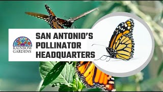 Rainbow Gardens San Antonios Pollinator Plant Headquarters [upl. by Eyahsal578]