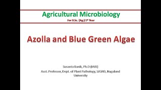 Azolla and BGA  Azolla and Anabaena azollae symbiosis  Symbiotic nitrogen fixation  Biofertilizer [upl. by Ylatan781]