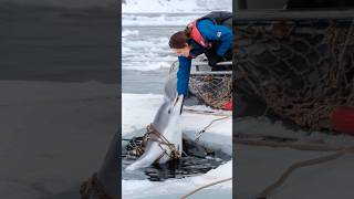 A Heartfelt Tale of a Wounded Dolphin Trapped in a Net Pleading for a Sailors Rescue animals [upl. by Zetram398]