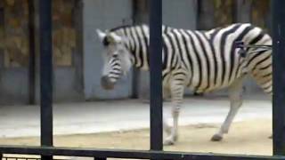 Burchells zebra  Zoo Antwerp [upl. by Loralie756]