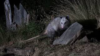 The Possum or Opossum sounds You Never Knew They Made [upl. by Stoeber]