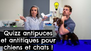 Quizz antipuces et antitiques pour chiens 🐶 et chats 🐱 [upl. by Sarene]