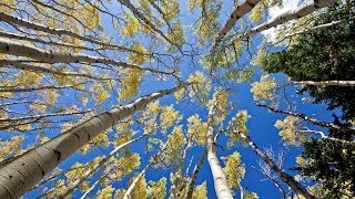 1 Hour in a Healing Aspen Forest w Nature Sounds 1080p Pure Relaxation Video [upl. by Hoi701]