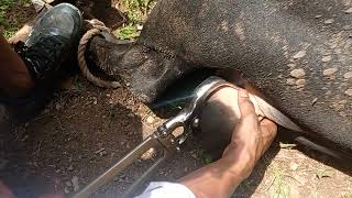 Bull Castration By Burdizzo castrator Castration By Close Method [upl. by Nalid]