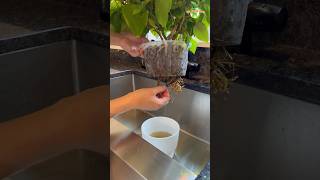 Plant Care  Indoor Poinsettia Growing in LECA thegreenearth plants poinsettias [upl. by Nawuj]