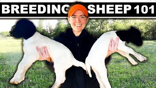 BREEDING DORPER SHEEP Small Scale my full system Dorper Sheep Farming Lambing Grass Homesteading [upl. by Gipson]