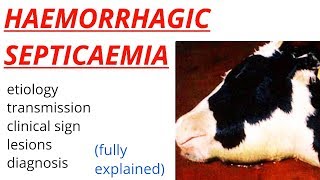 Haemorrhagic Septicaemia  HS  etiology  transmission  clinical sign  diagnosis [upl. by Towney684]