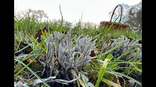 Identifying Candlesnuff Fungus Xylaria hypoxylon [upl. by Melloney]