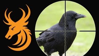 Long range corvid shooting with a 17 HMR Ruger 7717 [upl. by Ahteral]