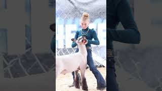 Karis showing her sheep at the Revival Livestock show sheep livestock [upl. by Stoffel864]