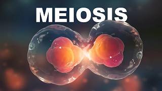 Meiosis Cell Division in Hindi [upl. by Carlota]