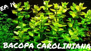 BEGINNER PLANT Bacopa Caroliniana [upl. by Hisbe]