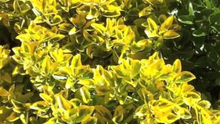 Euonymus japonicus Aureomarginatus  Gold Edge Japanese Euonymus [upl. by Ainnos]