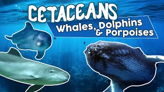 All Cetaceans whales dolphins and porpoises Amazing cetacean facts [upl. by Halland]