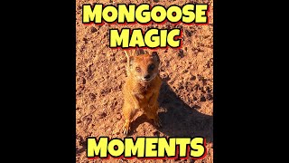 WILD MONGOOSE TOUR UNCUT ☆ RESEARCH ☆ 16 JUNE 2024 ☆ WALK WITH WILDLIFE ☆ MONGOOSE MAGIC MOMENTS ☆ [upl. by Hceicjow407]