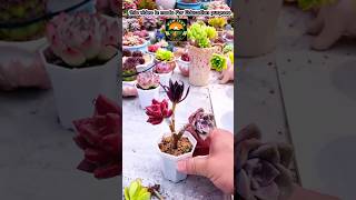 succulent plant care succulent amazing plants shortsfeed [upl. by Acinyt]