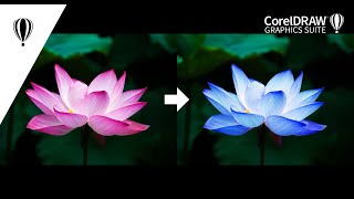 CorelDRAW tutorial  how to change color in photobitmap image shorts [upl. by Tnahsin]