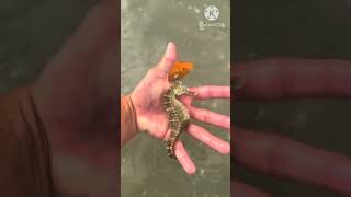 Female seahorse transferring her eggs to the male seahorses beauty nature aqualush [upl. by Gauntlett47]