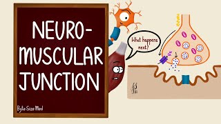 Neuromuscular Junction  NMJ  Neuromuscular transmission  Myology  Nerve Muscle Physiology [upl. by Aoniak425]