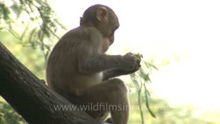 Lunch time for Macaque [upl. by Gudren]