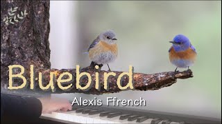 Bluebird／Alexis Ffrench piano cover [upl. by Loferski]