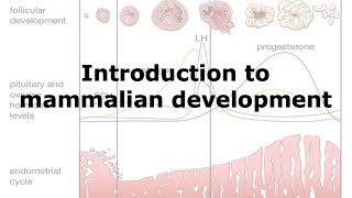 Introduction to Mammalian Development [upl. by Maribeth]