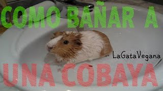 COMO BAÑAR A UNA COBAYA  CONSEJOS PARA EL ASEOSECADO Y CEPILLADO CORRECTO DE UNA COBAYA [upl. by Henryson]