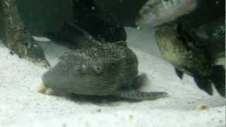 Plecostomus feeding on shrimp pellets [upl. by Hakim485]