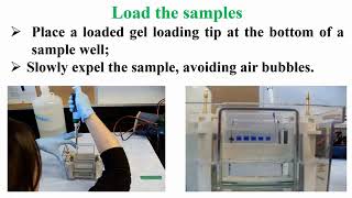 Loading Protein Samples in SDSPAGE Protocol [upl. by Lledrev]