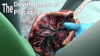 development of the placentalabor and delivery  birthembryologyplacental maternal side formation [upl. by Aletha]