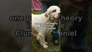 Clumber Spaniel belongs to the spaniel family spaniel dogs [upl. by Atikihs894]