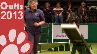 Agility  Team Medium  Final  Short Highlights  Crufts 2013 [upl. by Dent579]