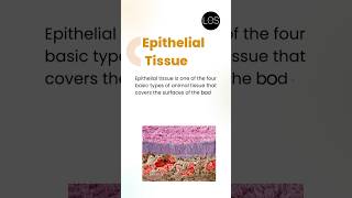 Epithelial Tissue Class 9 Biology  Tissues [upl. by Emanuel]