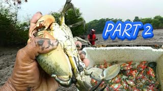 Harga kepiting meroket inilah saat Berburu kepiting bakau dibekas empang usai panen ikan PART 2❗ [upl. by Atinnod]