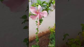 Hibiscus Flower Plant Replanting pot to ground floweringplant garden [upl. by Annelise]