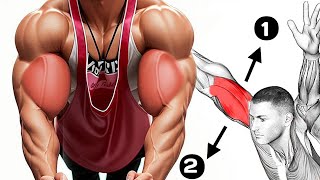 long and short head bicep exercises to Make Big Biceps [upl. by Jenness518]