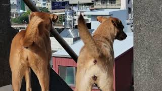 Dogs playing on rooftop [upl. by Noyrb]