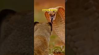 Mongoose Vs Snake 😱sciencefactsfacts shorts [upl. by Naiditch]