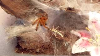 Pterinochilus murinus OBT feeding [upl. by Joris]