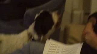 dog gets yelled at by crazy yiddish man [upl. by Yriek]