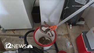 20 rattlesnakes found inside a homeowners garage in Arizona [upl. by Nwahsud979]