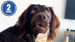 CLASSIC Dog Videos 🐶 🤣  2 HOURS of FUNNY Clips [upl. by Caitrin954]