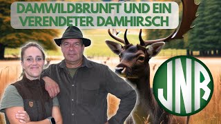 DAMWILDBRUNFT  FEUERSTEINFELDER UND EIN VERENDETER DAMHIRSCH [upl. by Moser]