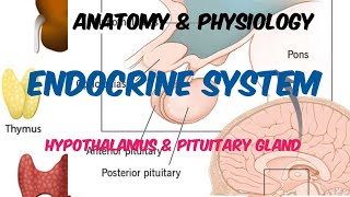 Endocrine System  Hypothalamus  Pituitary gland  Anatomy amp Physiology  in Hindi [upl. by Lennej]